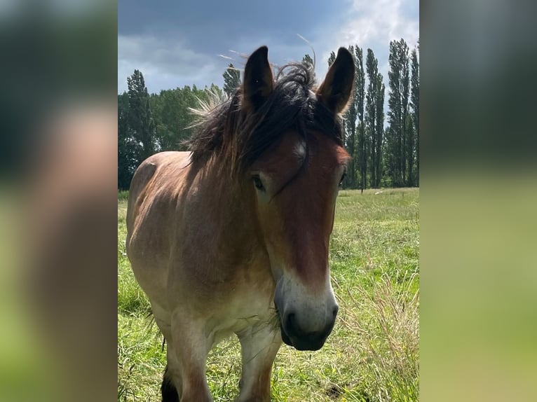 Koń belgijski Ogier 1 Rok Gniadodereszowata in Denderbelle