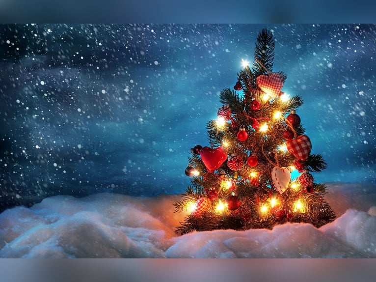 Koń belgijski Ogier 1 Rok Kara in Oudenaken