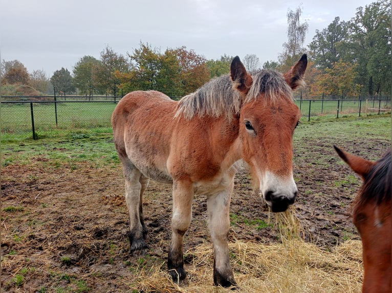 Koń belgijski Ogier Źrebak (05/2024) 170 cm Gniada in Schijndel