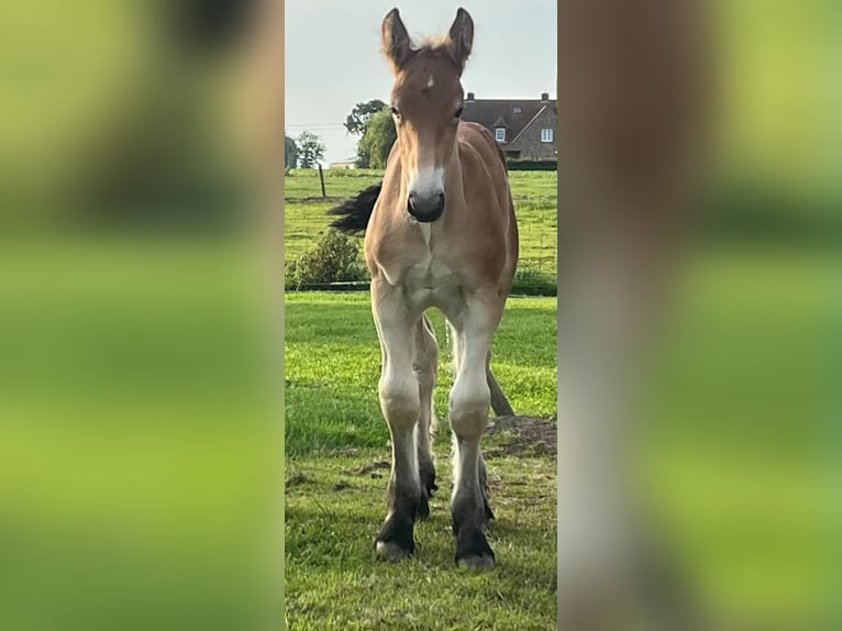 Koń belgijski Ogier Źrebak (05/2026) 170 cm Jasnogniada in Koekelare