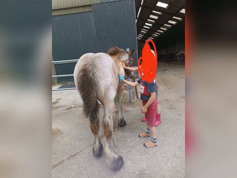 Koń belgijski Ogier Źrebak (05/2025) 175 cm Gniadodereszowata in Donkerbroek