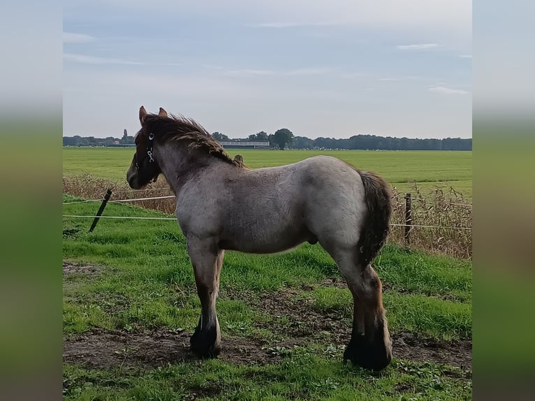 Koń belgijski Ogier Źrebak (05/2025) 175 cm Gniadodereszowata in Donkerbroek