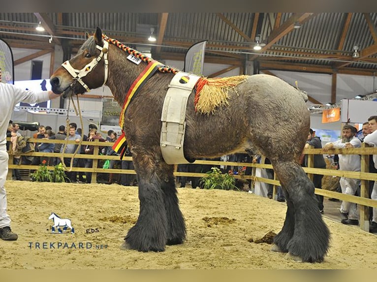 Koń belgijski Ogier Źrebak (05/2025) 175 cm Gniadodereszowata in Donkerbroek
