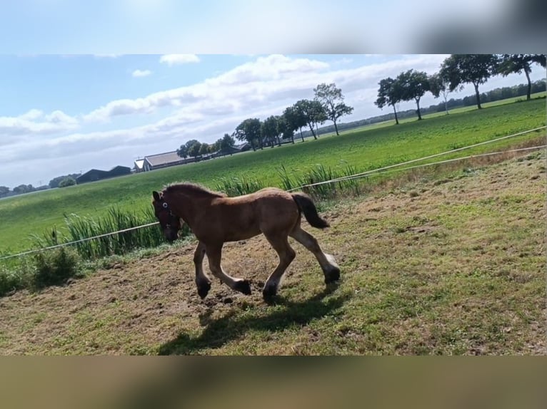 Koń belgijski Ogier Źrebak (05/2025) 175 cm Gniadodereszowata in Donkerbroek
