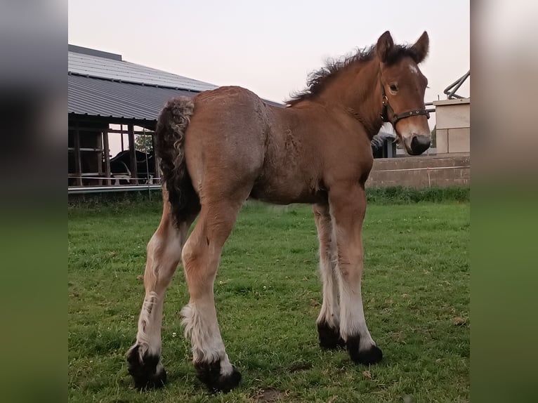 Koń belgijski Ogier Źrebak (05/2025) 175 cm Gniadodereszowata in Donkerbroek