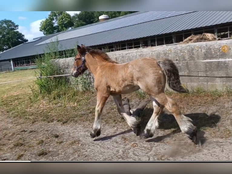 Koń belgijski Ogier Źrebak (05/2025) 175 cm Gniadodereszowata in Donkerbroek