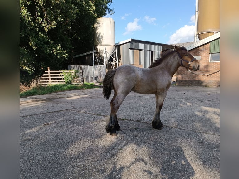 Koń belgijski Ogier Źrebak (05/2025) 175 cm Gniadodereszowata in Donkerbroek