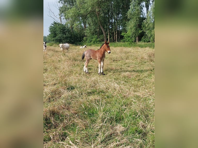 Koń belgijski Ogier  Formy Brown Falb in Oosteeklo