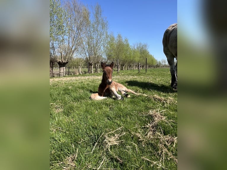 Koń belgijski Ogier Źrebak (04/2025) Gniadodereszowata in Sleidinge