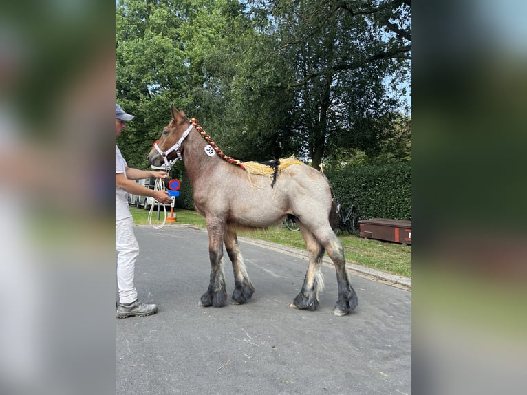 Koń belgijski Ogier Źrebak (04/2025) Gniadodereszowata in Sleidinge