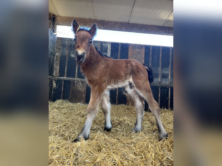 Koń belgijski Ogier Źrebak (04/2025) Gniadodereszowata in Sleidinge