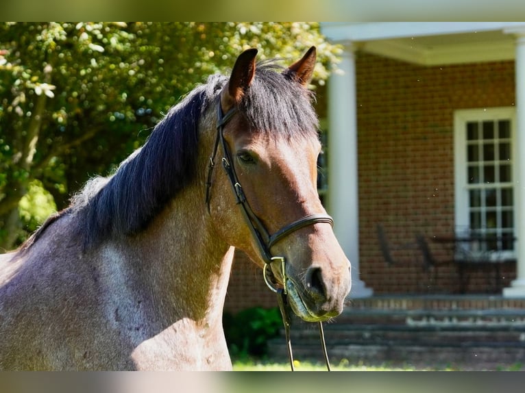 Koń belgijski Mix Wałach 11 lat Kasztanowatodereszowata in Tuscarora