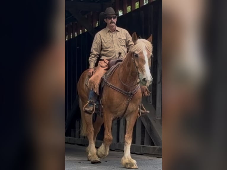 Koń belgijski Wałach 13 lat 163 cm Cisawa in Chambersburg