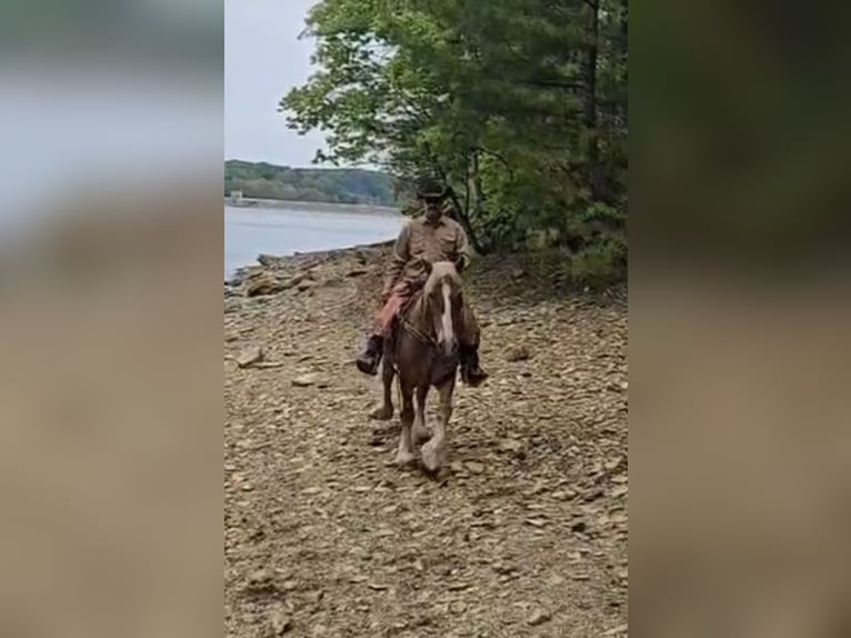 Koń belgijski Wałach 13 lat 163 cm Cisawa in Chambersburg