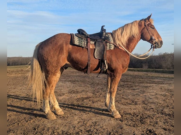 Koń belgijski Mix Wałach 13 lat 165 cm Gniada in Lawson
