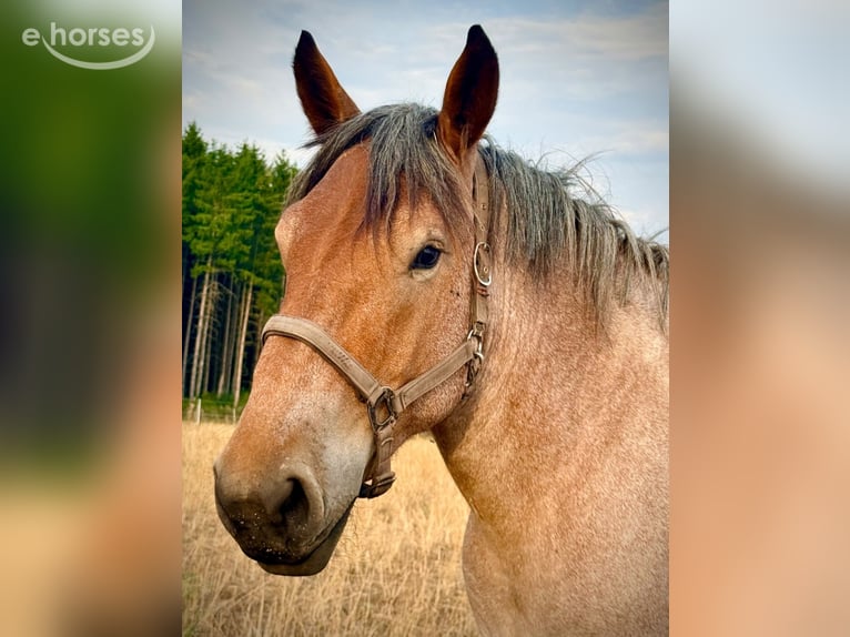 Koń belgijski Wałach 3 lat 150 cm Kasztanowatodereszowata in Nettersheim