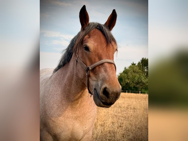 Koń belgijski Wałach 3 lat 150 cm Kasztanowatodereszowata in Nettersheim
