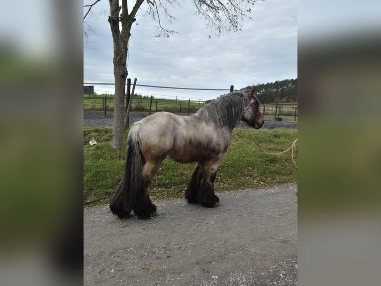 Koń belgijski Wałach 4 lat 166 cm Stalowosiwy in Ave et Auffe