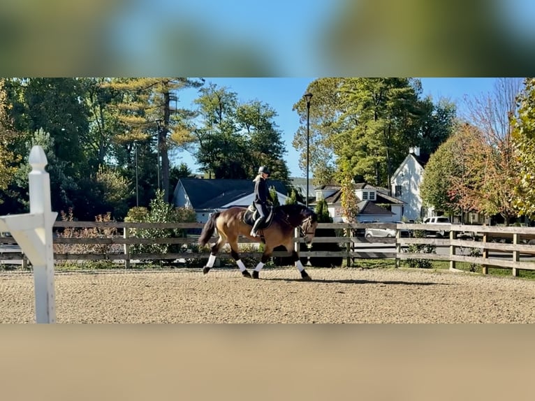 Koń belgijski Mix Wałach 4 lat 173 cm Jelenia in Gap Koń belgijski Mix Wałach 4 lat 173 cm Jelenia in Gap