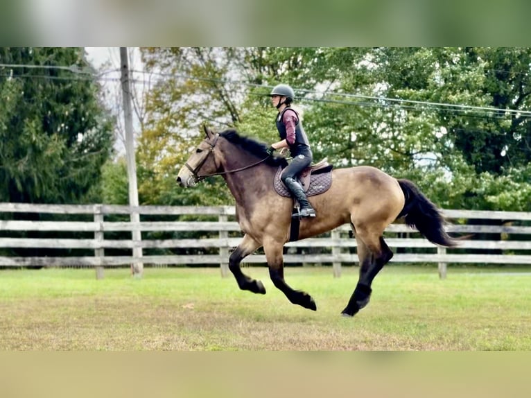 Koń belgijski Mix Wałach 4 lat 173 cm Jelenia in Gap Koń belgijski Mix Wałach 4 lat 173 cm Jelenia in Gap