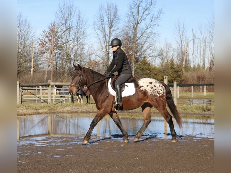 Koń belgijski Mix Wałach 5 lat 160 cm Gniada in Perkasie