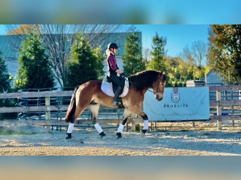 Koń belgijski Mix Wałach 5 lat 163 cm Gniada in Gap`