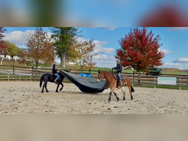 Koń belgijski Mix Wałach 5 lat 163 cm Gniada in Gap`