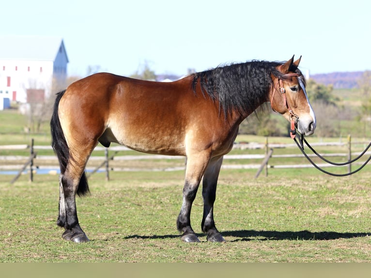 Koń belgijski Mix Wałach 5 lat 163 cm Gniada in Gap`