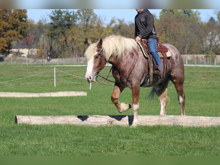 Koń belgijski Mix Wałach 5 lat 173 cm Kasztanowatodereszowata in Millersburg