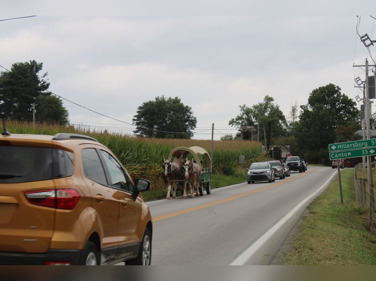 Koń belgijski Mix Wałach 6 lat 180 cm Kasztanowatodereszowata in Millersburg