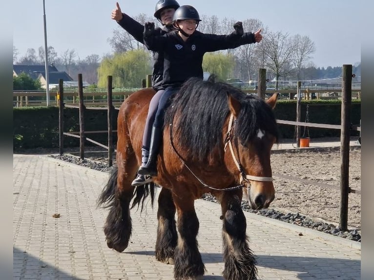 Koń belgijski Mix Wałach 7 lat 162 cm Gniada in Nettetal