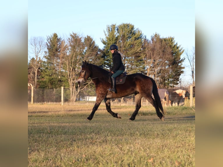 Koń belgijski Mix Wałach 7 lat 168 cm Jelenia in Howell