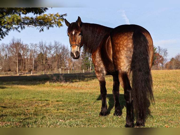 Koń belgijski Mix Wałach 7 lat 168 cm Jelenia in Howell
