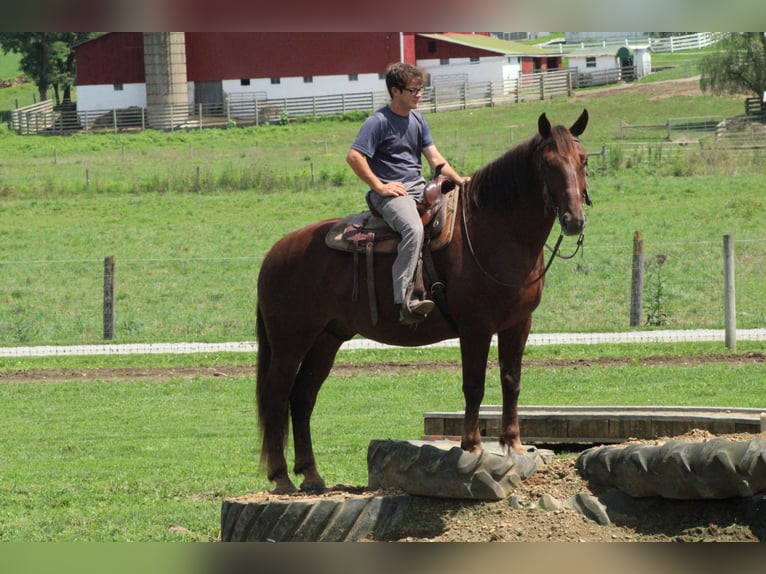 Koń belgijski Mix Wałach 8 lat 163 cm Ciemnokasztanowata in Millersburg