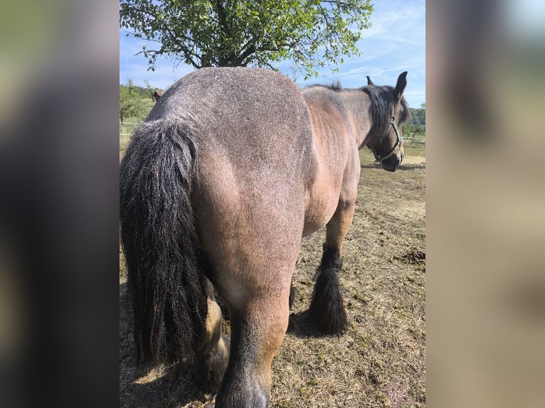 Koń belgijski Wałach 8 lat 172 cm  in Ammerbuch