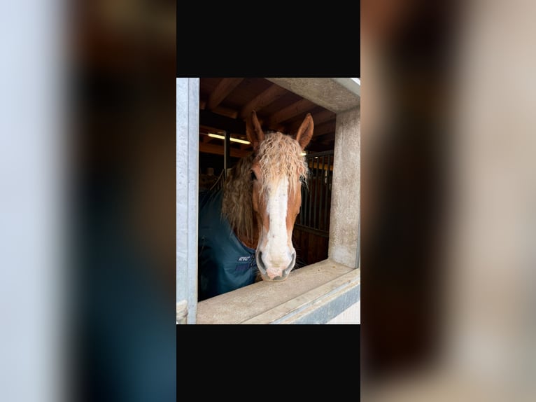 Koń belgijski Mix Wałach 8 lat 173 cm Kasztanowata in Amstetten