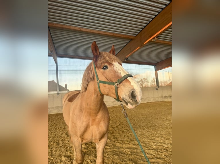 Koń belgijski Mix Wałach 8 lat 173 cm Kasztanowata in Amstetten