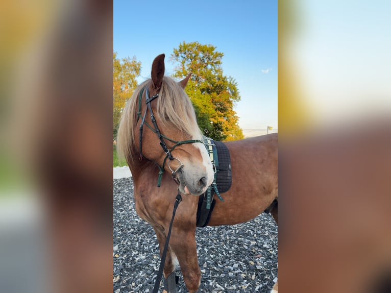 Koń belgijski Mix Wałach 8 lat 173 cm Kasztanowata in Kematen an der Ybbs