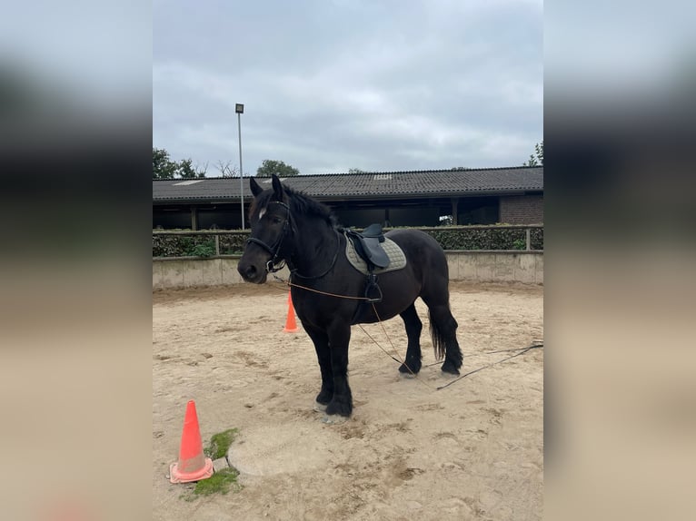 Koń belgijski Wałach 9 lat 172 cm Kara in Willich