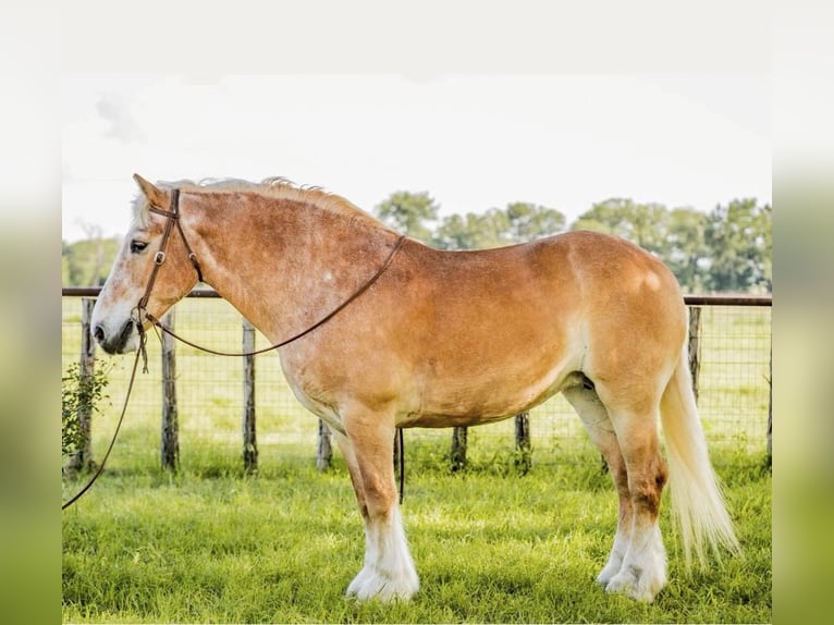 Koń belgijski Wałach 13 lat 157 cm Cisawa in Weatherford TX