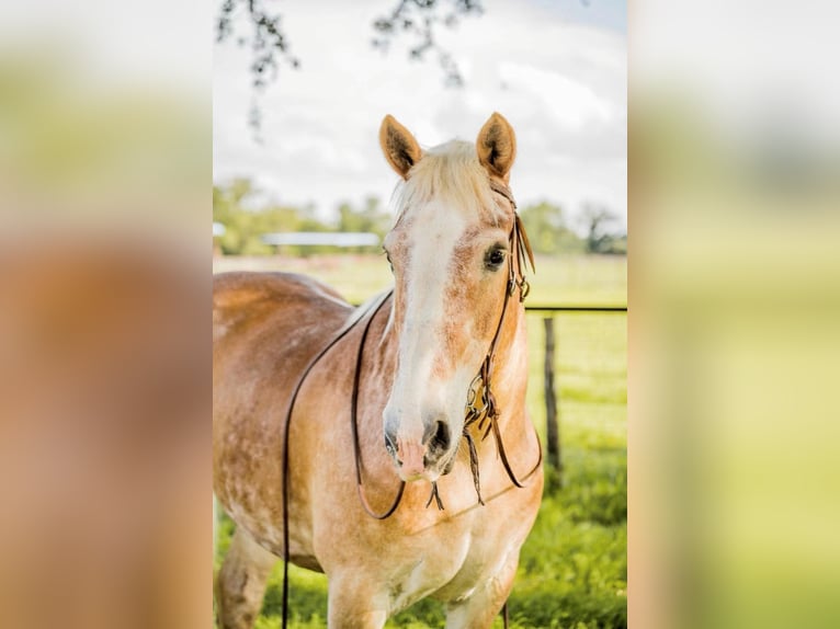 Koń belgijski Wałach 13 lat 157 cm Cisawa in Weatherford TX