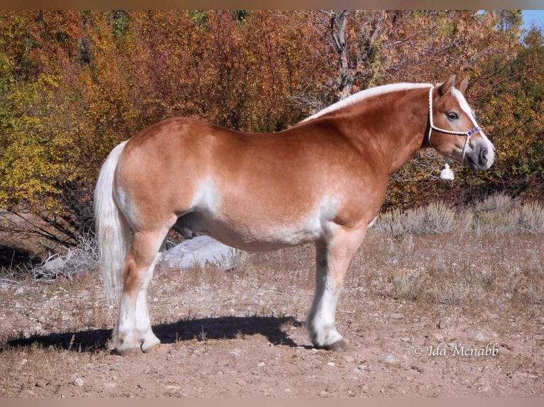 Koń belgijski Mix Wałach 14 lat 152 cm Cisawa in Cody, WY