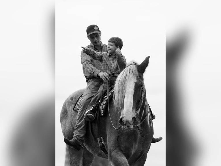 Koń belgijski Wałach 16 lat Kasztanowatodereszowata in Huntsville TX