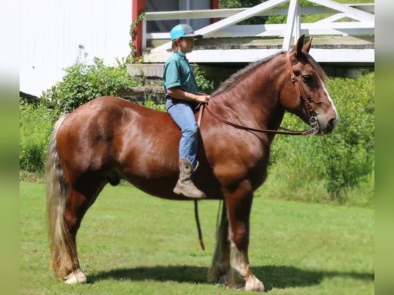 Koń belgijski Wałach 7 lat 160 cm Ciemnokasztanowata in Everett PA