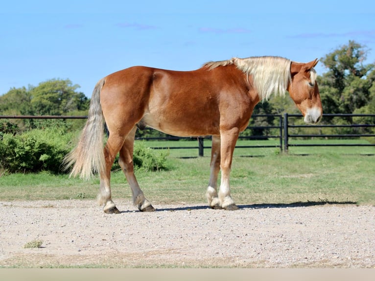 Koń belgijski Wałach 7 lat 163 cm Cisawa in Canton TX