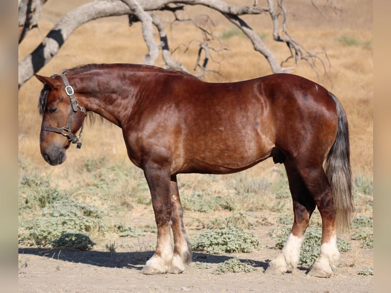 Koń belgijski Wałach 8 lat 170 cm Gniada in Bitterwater CA
