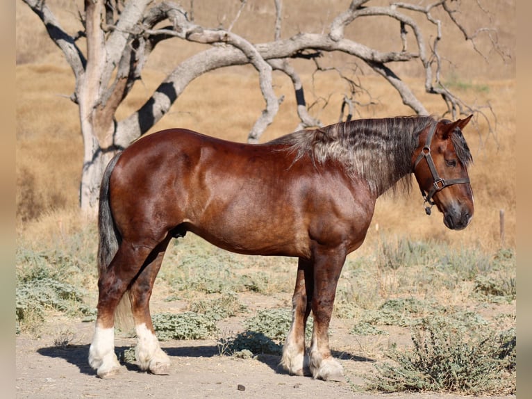 Koń belgijski Wałach 8 lat 170 cm Gniada in Bitterwater CA