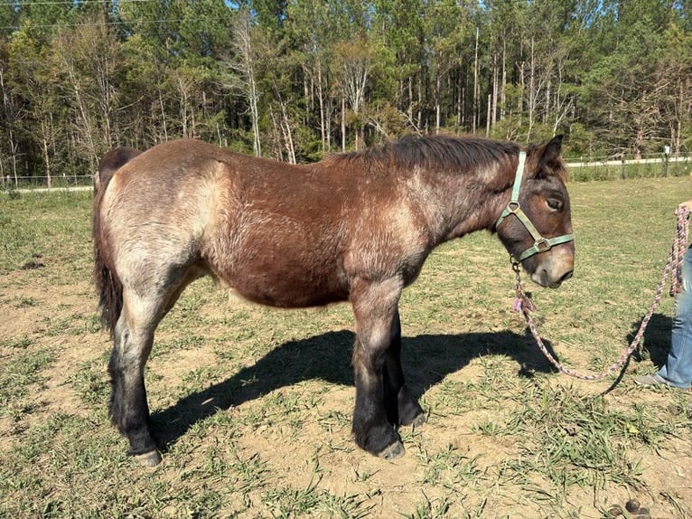 Koń belgijski Wałach Źrebak (05/2024) 132 cm Gniadodereszowata in Mc Cormick