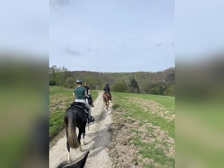 Koń berberyjski Klacz 21 lat 150 cm Kasztanowata in Eberswalde