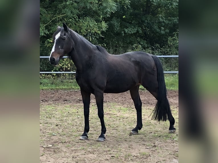 Koń berberyjski Klacz 27 lat 153 cm Gniada in Wildeck
